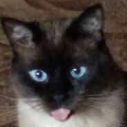 ⛧SA†AN666⛧ - steam id 76561198091598982