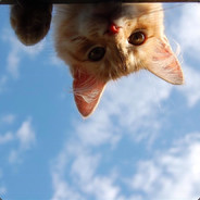 明天开始减肥吖