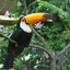 Toucan