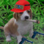 Kriso