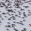 1 bilion ants