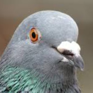 Average Pigeon