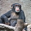 Chimpanzé