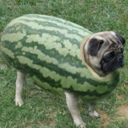 Мопс в арбузе