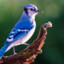 HeyBlueJay