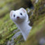 weasel