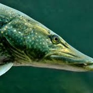 Der Hecht | ????BlaZe????