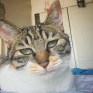 控制不住寄几嘴的肥猫