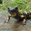 SillySalamander12