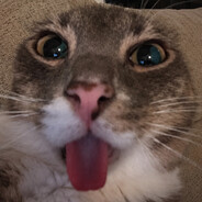 KIWI Steam avatar