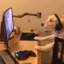 dog gaming