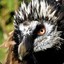 Bearded Vulture