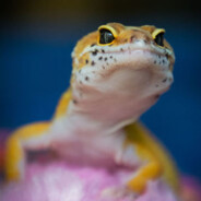 1GeckoBiceps