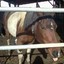 crazyhorsegirl8