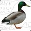 Ducklock1234