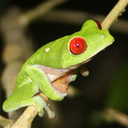 treefrog