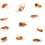 58 rabid cockroaches