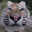 GluttonousGerbal87 avatar