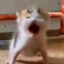 GremlinBoyKevin