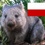 Wombat