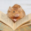 Ms.LibraryMouse