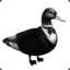 Le_Guillemot