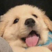 这里是奶猫二号呀