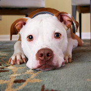 这个游戏怎么玩儿？