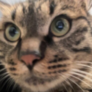 不是哥们你听我狡辩