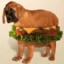 bURGER DOG