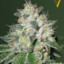 OG Kush