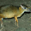 Tragulus javanicus