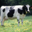 CowVirus