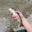 Brook Trout