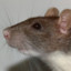 rat