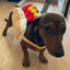 El Perro Caliente!!