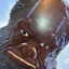GIGANTOPITHECUS