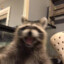 Raccoon