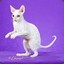 Cornish Rex