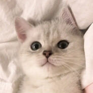 请你务必朵蜜老子