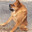Cachorro cururu