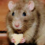 rat
