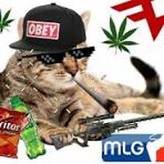 MLG Cat :З