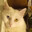 i love cats holy moly