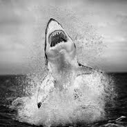 thesharkdud avatar