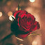 RoseFable