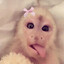 BRANDY-[MONKEYS]-