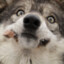 BlueWolf
