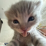 Disorder Society - steam id 76561199487943369