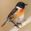 Male European Stonechat